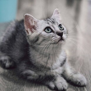 可爱灰猫仰头望