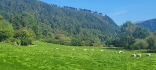 绿野青山间的悠然牧场