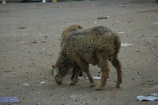 两只羊在地面觅食
