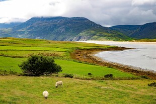草原湖畔的悠然牧羊景