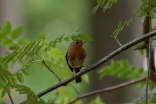 枝头小鸟