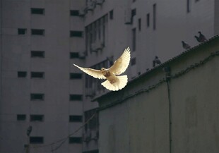 城市中飞翔的白鸽
