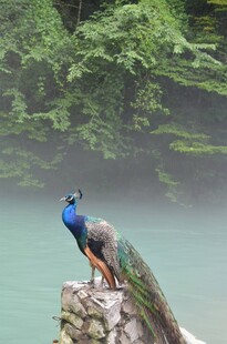 石上孔雀显优雅身姿