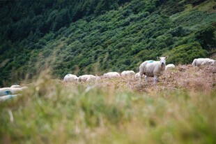 山坡上的羊群