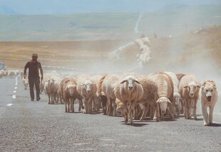 牧羊人赶羊群于公路之上