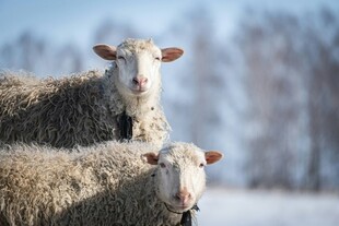 雪地中的两只可爱绵羊