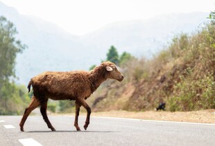 公路上独行的棕色山羊