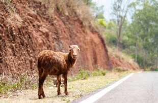 公路边站立的棕色山羊
