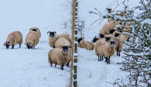 雪地中觅食的羊群
