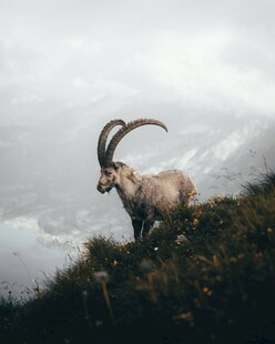 高山上的长角野山羊