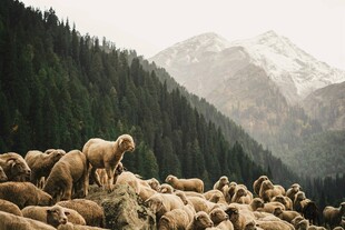 山间群羊自然牧场景象