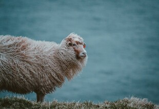 站在草地的毛茸茸绵羊