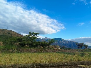 田园风光下的山野美景  蒜苗