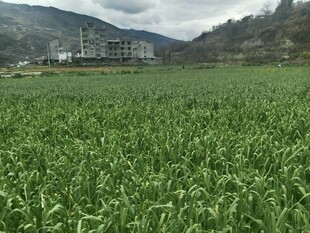 广袤农田与远山景色  蒜苗