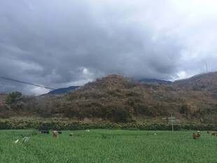 山间绿野 牛羊悠然