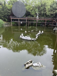 湖畔木桥旁的鸭子与乌龟