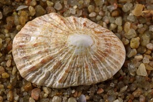 海边贝壳特写