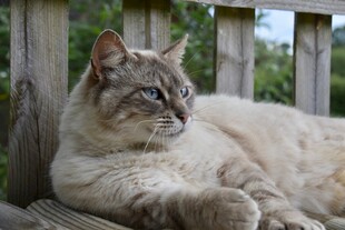 慵懒猫咪惬意躺于木椅