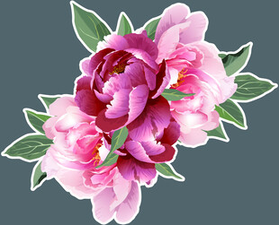 牡丹花