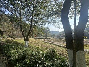 乡村林间小道风景