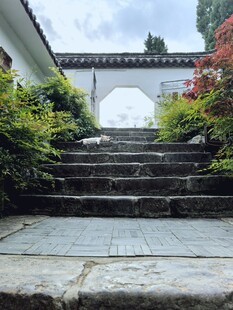 中式庭院石阶绿植景观