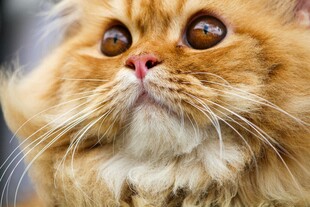 橘色长毛猫的可爱瞬间