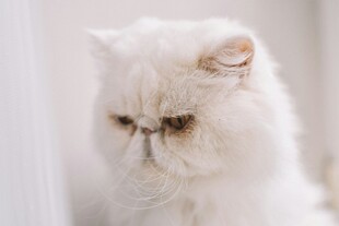忧郁的白色波斯猫