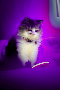 紫光照耀下的可爱小猫咪