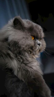 长毛灰猫侧头神态特写