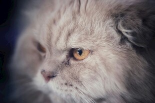 长毛猫咪的特写
