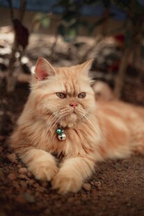 橘色长毛猫安静趴卧