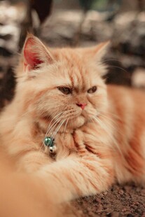 慵懒橘色波斯猫惬意躺卧