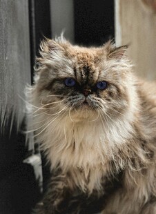 长毛猫咪慵懒姿态