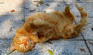阳光下慵懒侧卧的猫咪