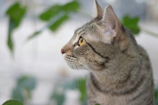 侧头凝视的斑纹小猫