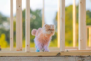 可爱小猫站在木栏杆旁
