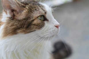 侧头的长毛猫咪