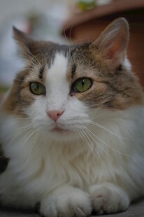 可爱三色猫安静趴卧