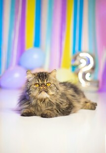 萌态缅因猫卧于多彩背景