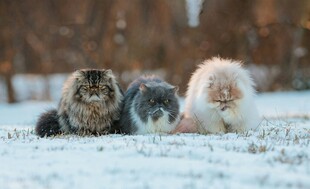 雪地中的三只可爱猫咪