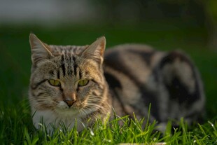 草地上的斑纹猫咪