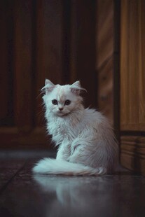 可爱白毛猫咪安静蹲坐