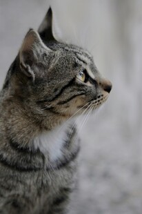 侧头凝视的可爱条纹猫咪