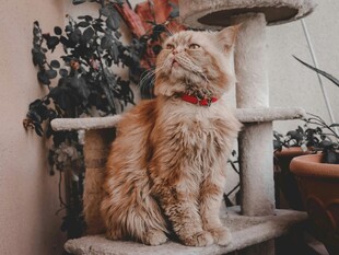 可爱长毛猫端坐猫爬架