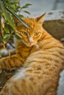 橘猫慵懒休憩于户外