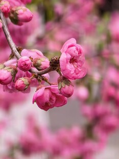 枝头粉嫩桃花初绽