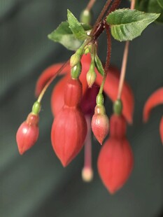 垂吊红铃花 娇艳欲滴