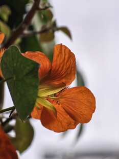 橙艳木棉花特写
