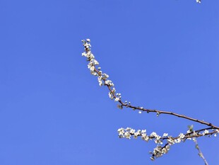 李子花