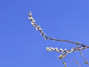 李子花
